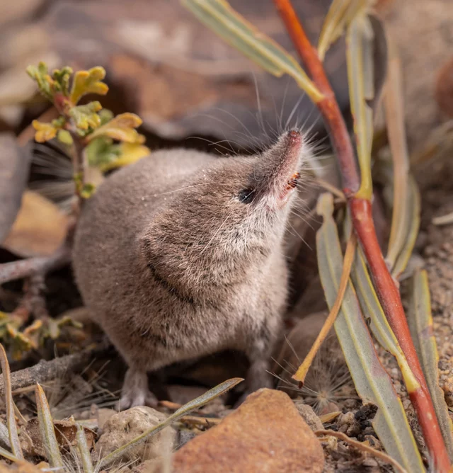 Did you see the news about the Mount Lyell shrew? Despite being identified by science more than 100 years ago, the Mount Lyell shrew (Sorex lyelli) was photographed alive for the first time last November. It lives right here in the Mono Basin! Read more about it at monolake.org/shrew. 📷 courtesy of Vishal Subramanyan, Prakrit Jain, and Harper Forbes