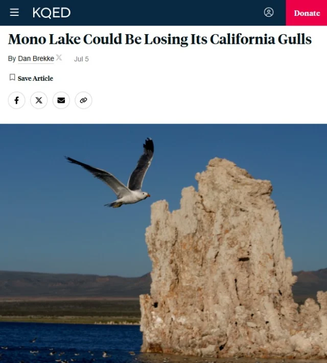 KQED covered the crisis facing Mono Lake's California Gulls: "California gulls that nest at the eastern Sierra's #MonoLake suffered a catastrophic breeding failure last year, according to the latest installment in a four-decade-long series of reports tracking the birds' health." Read the story at our link in bio.