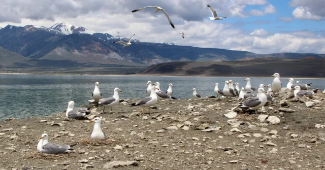 Last year was a very bad year for nesting California Gulls at #MonoLake—only 324 chicks fledged last year compared to approximately 11,000 the year before. Data and observations reveal that uncertain food timing and productivity and recurring coyote predation—all due to low lake levels—are likely causing disruption. Read the full story at our link in bio. 📷 Sara Matthews (1 & 3), Russ Taylor (2)