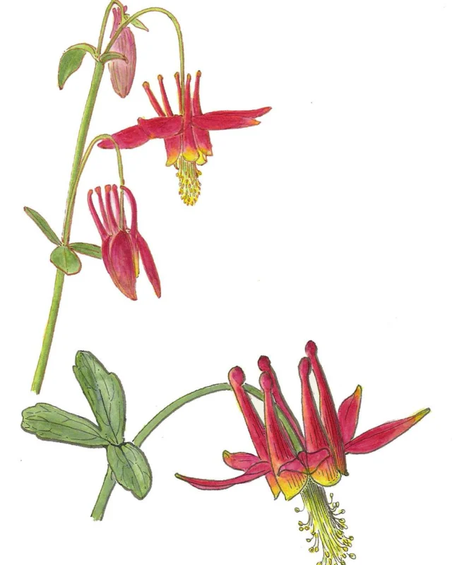 Join us a week from today—Saturday, August 2, 4:00-6:00pm— at the Mono Lake Committee for a reception for our new gallery show, "Flora of the Sierra Nevada: Botanical Watercolors & Hand-Painted Silks." Come enjoy light refreshments, meet the artist Linda Ann Vorobik, and see her work in person.